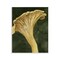 Stupell Industries Chantarelle Mushroom Sprout Wall Plaque By Grace Popp